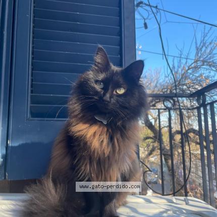 Photo 1/1 KALI Chat lost in Salto