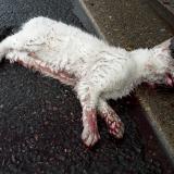 Picture of cat found at Livry Gargan