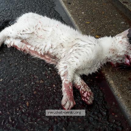 Photo 1/1 Found cat Found in Livry gargan