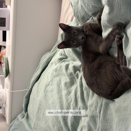 Photo 1/1 Ivy Chat lost in Alfortville