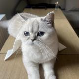 Picture of cat lost at Eckbolsheim