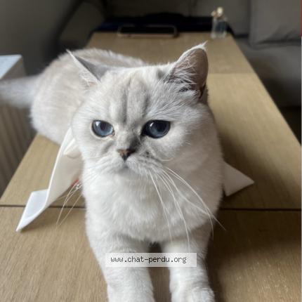 Photo 1/1 Pamuk Chat lost in Eckbolsheim