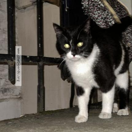 Photo 1/1 Found cat Found in Bruxelles c est