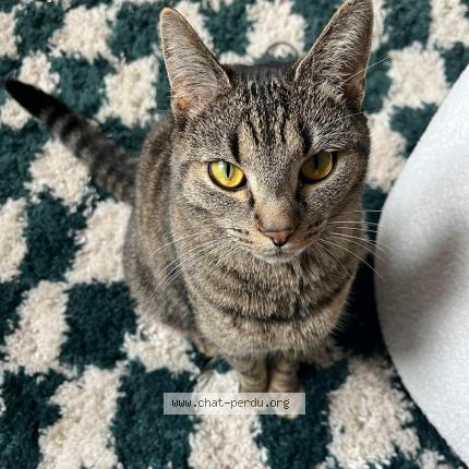 Photo 1/1 Linette Chat lost in Ixelles