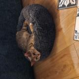 Picture of cat lost at Beynes