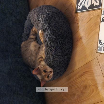 Photo 1/1 Noum&eacute;a Chat lost in Beynes