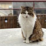 Picture of cat lost at Limoges