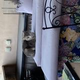 Picture of cat found at Canet En Roussillon