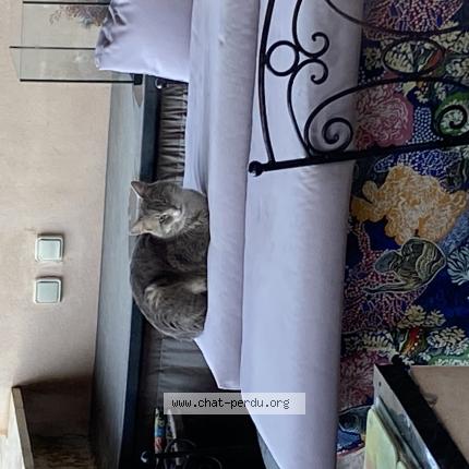 Photo 1/1 Found cat Found in Canet en roussillon