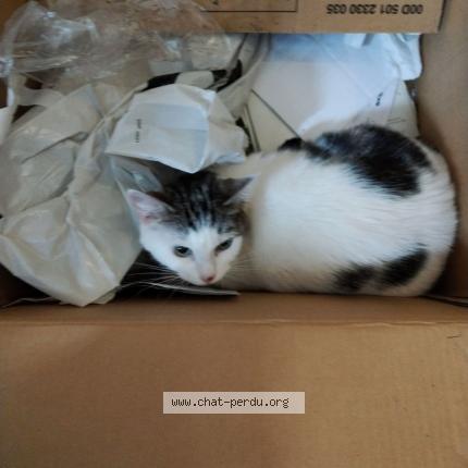 Photo 1/2 LEA Chat lost in Limoges