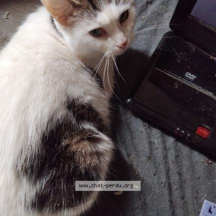 Photo 2/2 LEA Chat lost in Limoges