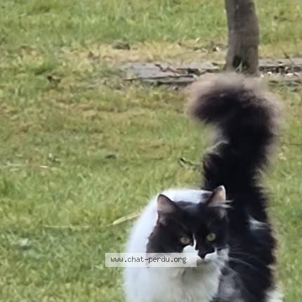 Photo 1/1 Found cat Found in Dilbeek