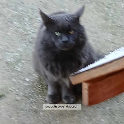 Photo 1/1 Found cat Found in Recques sur hem