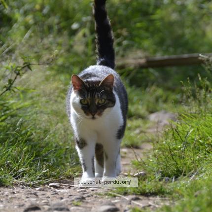 Photo 1/1 Sukie Chat lost in Wangenbourg