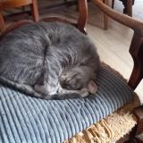 Picture of cat lost at Chennevieres Sur Marne