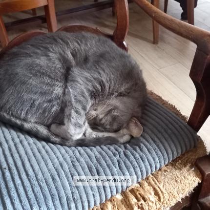 Photo 1/1 Samuel Chat lost in Chennevieres sur marne