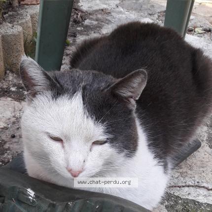 Photo 1/1 Einstein Chat lost in Marseille