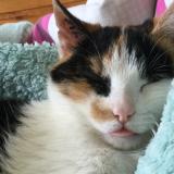 Picture of cat lost at Chazelles Sur Lyon