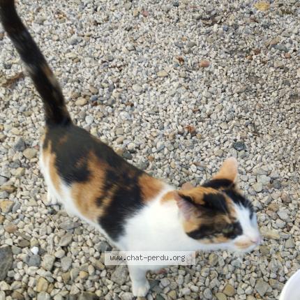 Photo 2/3 Api Chat lost in Chazelles sur lyon