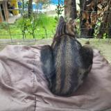 Picture of cat found at Marseille