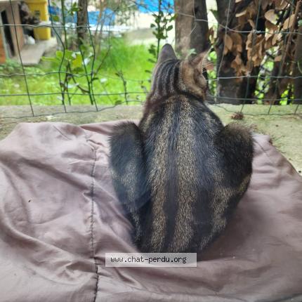 Photo 1/1 Found cat Found in Marseille