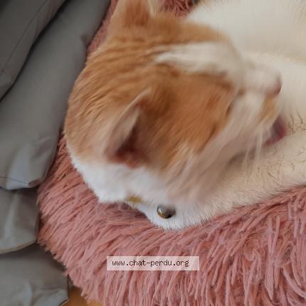 Photo 2/4 Cat reunited Found in Sainte genevieve des bois