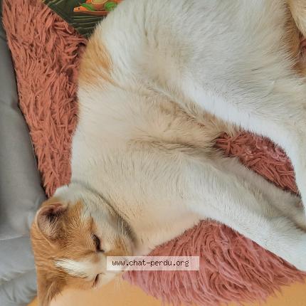 Photo 3/4 Cat reunited Found in Sainte genevieve des bois