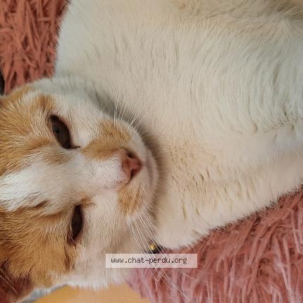 Photo 4/4 Cat reunited Found in Sainte genevieve des bois