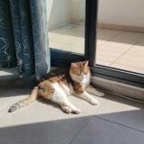 Picture of cat lost at Saint Lys