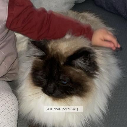 Photo 1/1 Oreo Chat lost in Argentan