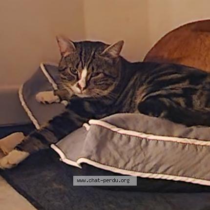 Photo 1/1 Tiger Chat lost in Bailleul sir berthoult