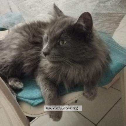 Photo 1/1 Jo Chat lost in Lamballe armor