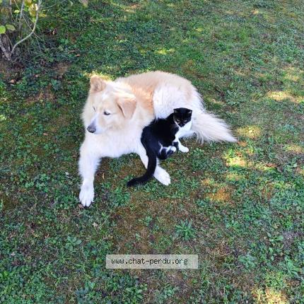 Photo 1/1 Blaky Chat lost in Frontenas