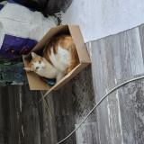 Picture of cat lost at Billy Chevannes