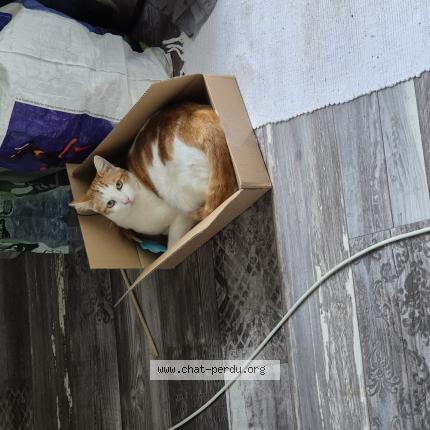 Photo 1/1 Karamou Chat lost in Billy chevannes