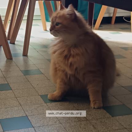 Photo 1/1 Found cat Found in Mereville