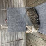 Picture of cat lost at Baulne