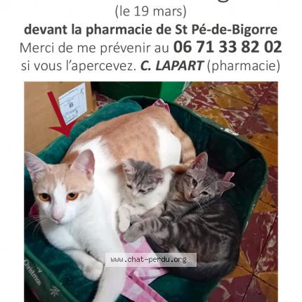 Photo 1/1 Bambino Chat lost in Saint pe de bigorre