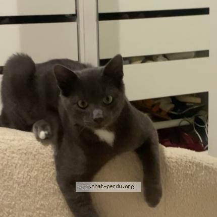 Photo 1/1 nounous Chat lost in Moissac