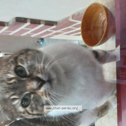 Photo 1/1 Found cat Found in Oroer