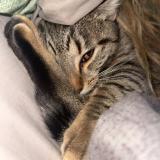 Picture of cat lost at Bouguenais