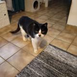 Picture of cat found at Plouedern