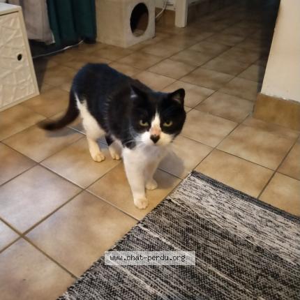 Photo 1/1 Cat reunited Found in Plouedern