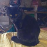 Picture of cat lost at Le Chanay