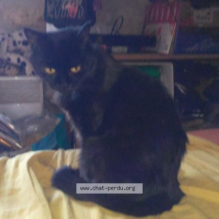 Photo 1/1 Carbone Chat lost in Le chanay