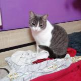 Picture of cat lost at Saint Martin Terressus