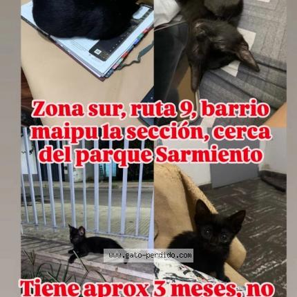 Photo 1/1 Tannat Chat lost in Cordoba