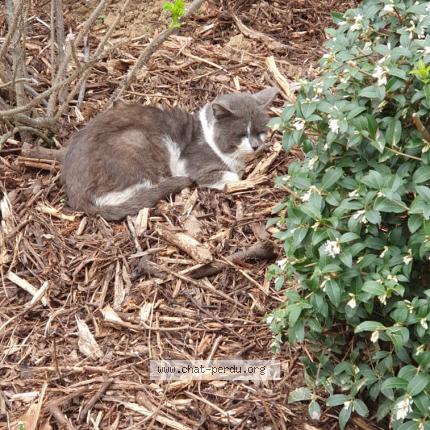 Photo 1/1 Found cat Found in Bonneuil sur marne
