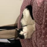 Picture of cat lost at Caen