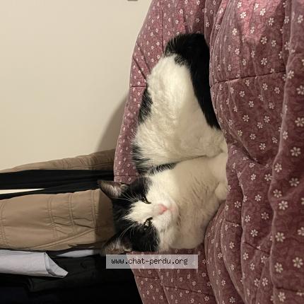 Photo 2/2 Choupette Chat lost in Caen